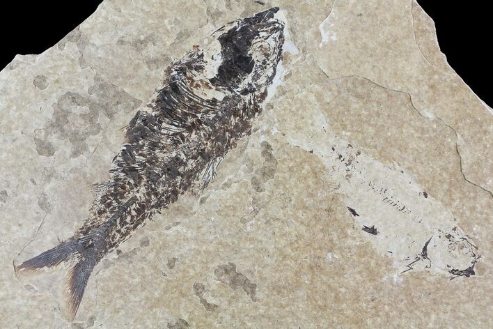 Knightia Fossil Fish - Wyoming #74136